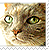 :iconmo-lovecats2plz: