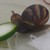 MolluskMenagerie :iconmolluskmenagerie: