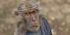Monkey-King-Group's avatar