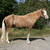 Monsterpony :iconmonsterpony:
