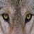 :iconmoon-wolf-eyes: