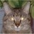 MoonResident :iconmoonresident: