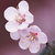 MoonsBreath :iconmoonsbreath:
