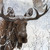 moosemin :iconmoosemin: