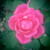 :iconmr-pink-rose: