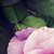 mrsE :iconmrse: