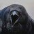 mthalmn :iconmthalmn: