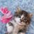 cbd oil for cats 2022 – 5 best picks that reduce pain, inflammations & anxiety and munchkin cat walking munchkin cat personality