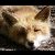 :iconmurphyfox: