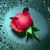 muylion :iconmuylion: