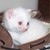 mycalsee :iconmycalsee: