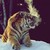 :iconmysterious-tiger: