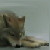 mystic-wolf-legend :iconmystic-wolf-legend: