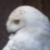 Nachtvogel0102 :iconnachtvogel0102: