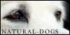 Natural-dogs's avatar