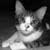 naughty-cat-lover :iconnaughty-cat-lover: