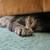NetForeverOften :iconnetforeveroften:
