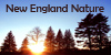 NewEngland-Nature's avatar