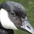 NFoot :iconnfoot: