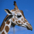 :iconnicgiraffe: