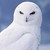 night-owl-649 :iconnight-owl-649: