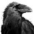 Nightravenillust :iconnightravenillust: