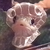 Nioell :iconnioell: