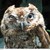 :iconnot-sleeping-owl: