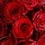 Novae-Stardust :iconnovae-stardust:
