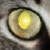 Obsidian-Mongoose :iconobsidian-mongoose: