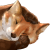 OddityPol :iconodditypol: