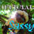 :iconofficialsassy:
