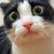 ohmycatplz :iconohmycatplz: