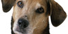 OMG-DOGS's avatar