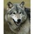 OrchardTheAnthro :iconorchardtheanthro: