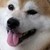 Oreo-Overload :iconoreo-overload: