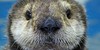 Otters-Forever's avatar