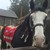 paint-pony :iconpaint-pony: