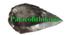 Palaeolithikum's avatar