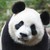 Panda196 :iconpanda196: