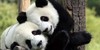 Pandas-Need-Love's avatar