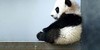 PandasAreMyLifeBros's avatar