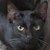 :iconpangetcatplz:
