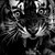 panther826 :iconpanther826: