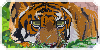 PantheraPromises's avatar