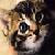 PantheraTigrisM :iconpantheratigrism:
