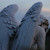 paperaven :iconpaperaven: