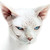 paradoxus249 :iconparadoxus249: