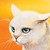 ParallelCat :iconparallelcat: