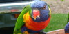 Parrot-Photography's avatar